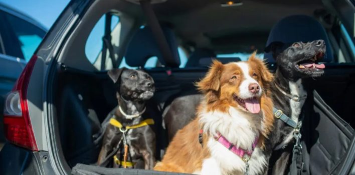 Pets no veículo: o que diz a lei sobre o transporte de animais